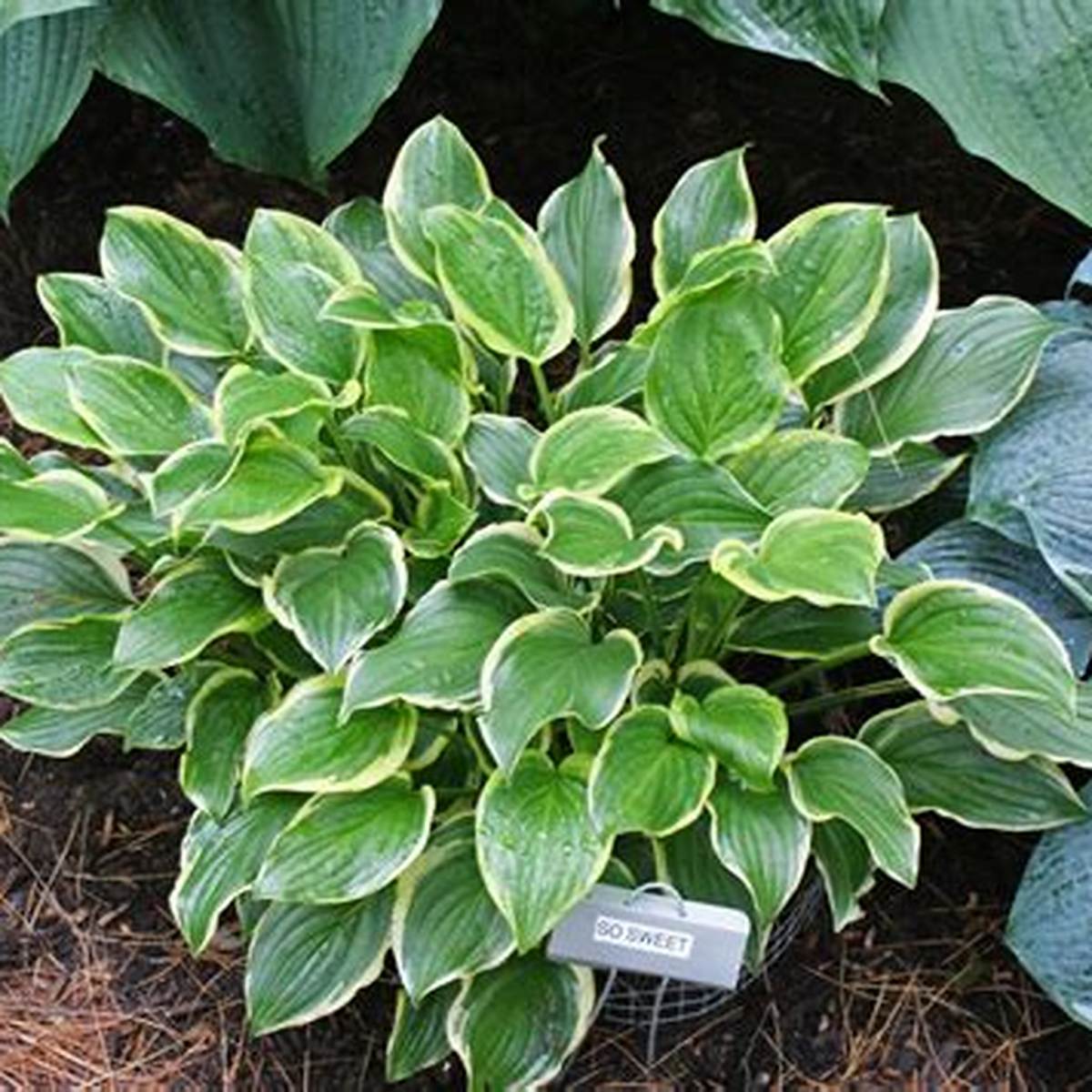 So Sweet Hosta