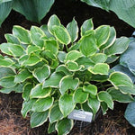 So Sweet Hosta