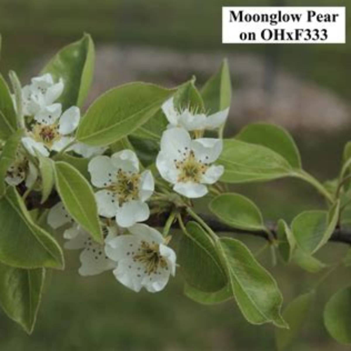 Moonglow Pear Tree