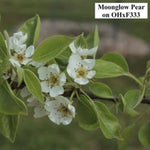 Moonglow Pear Tree