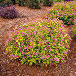 Rainbow Fizz™ Spirea