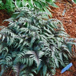 Japanese Painted Fern