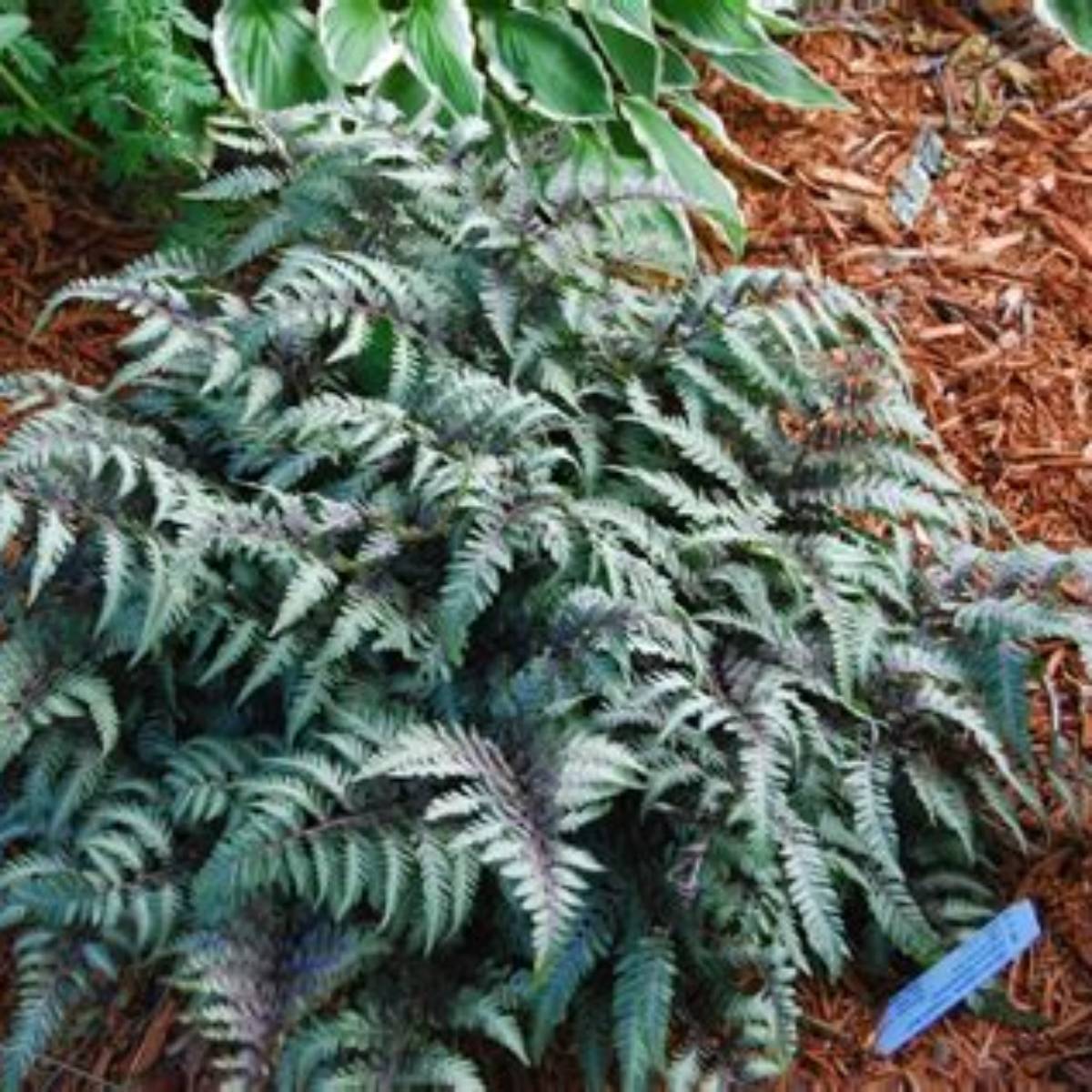 Japanese Painted Fern