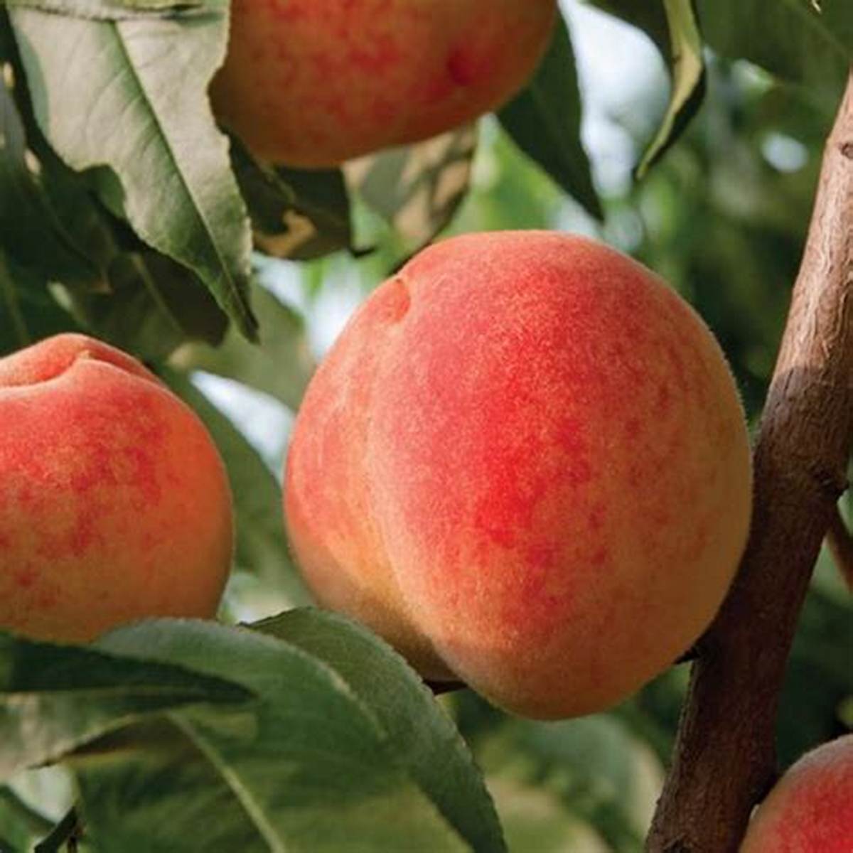 Ranger Peach Tree
