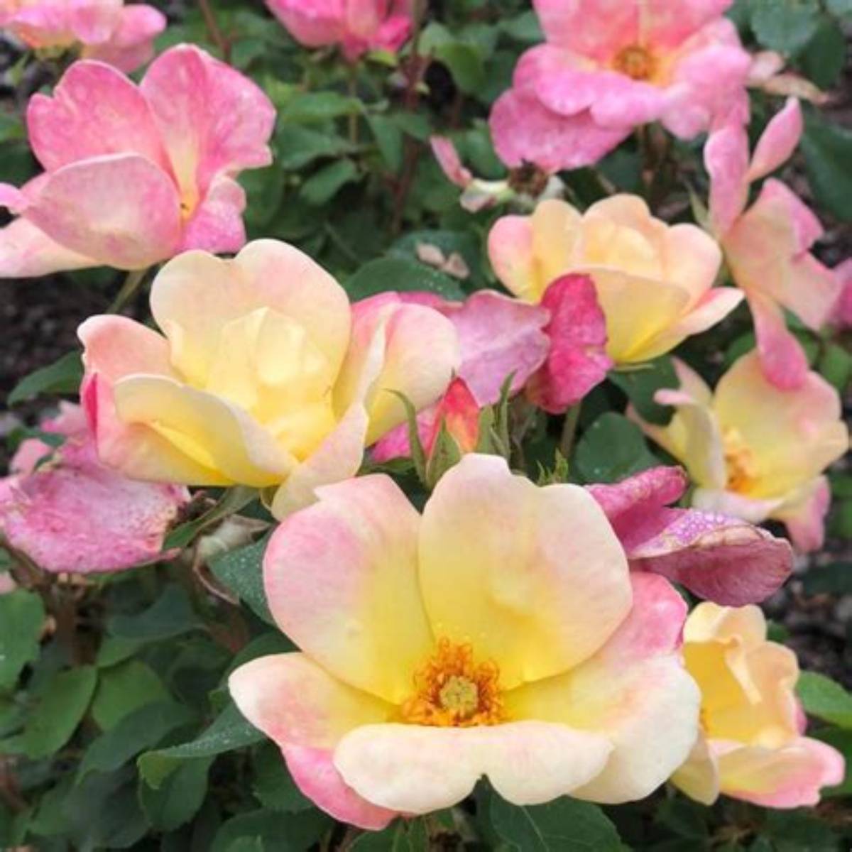 The Champion™ Sunblush Rose