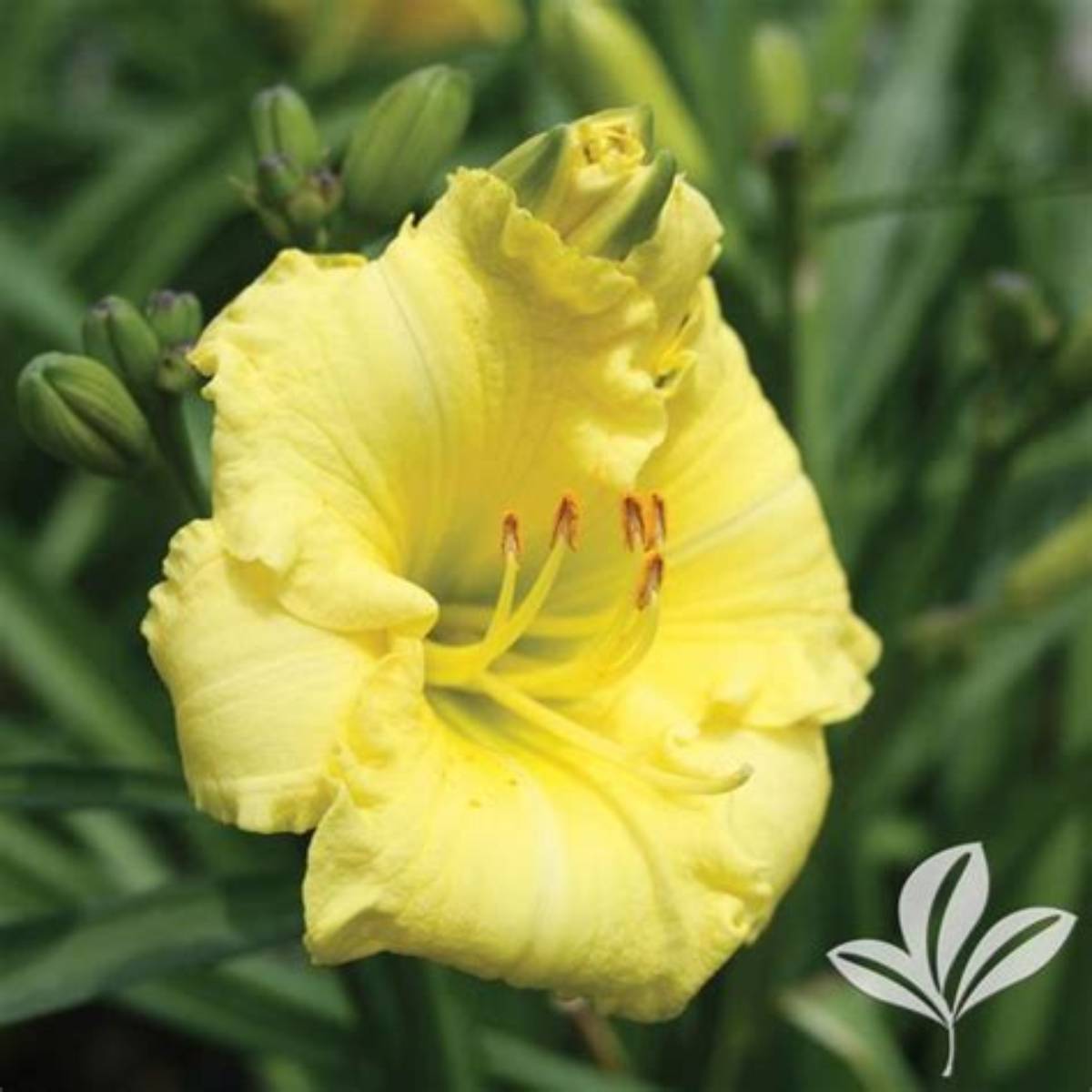 Montego Melon™ Kokomo™ Daylily