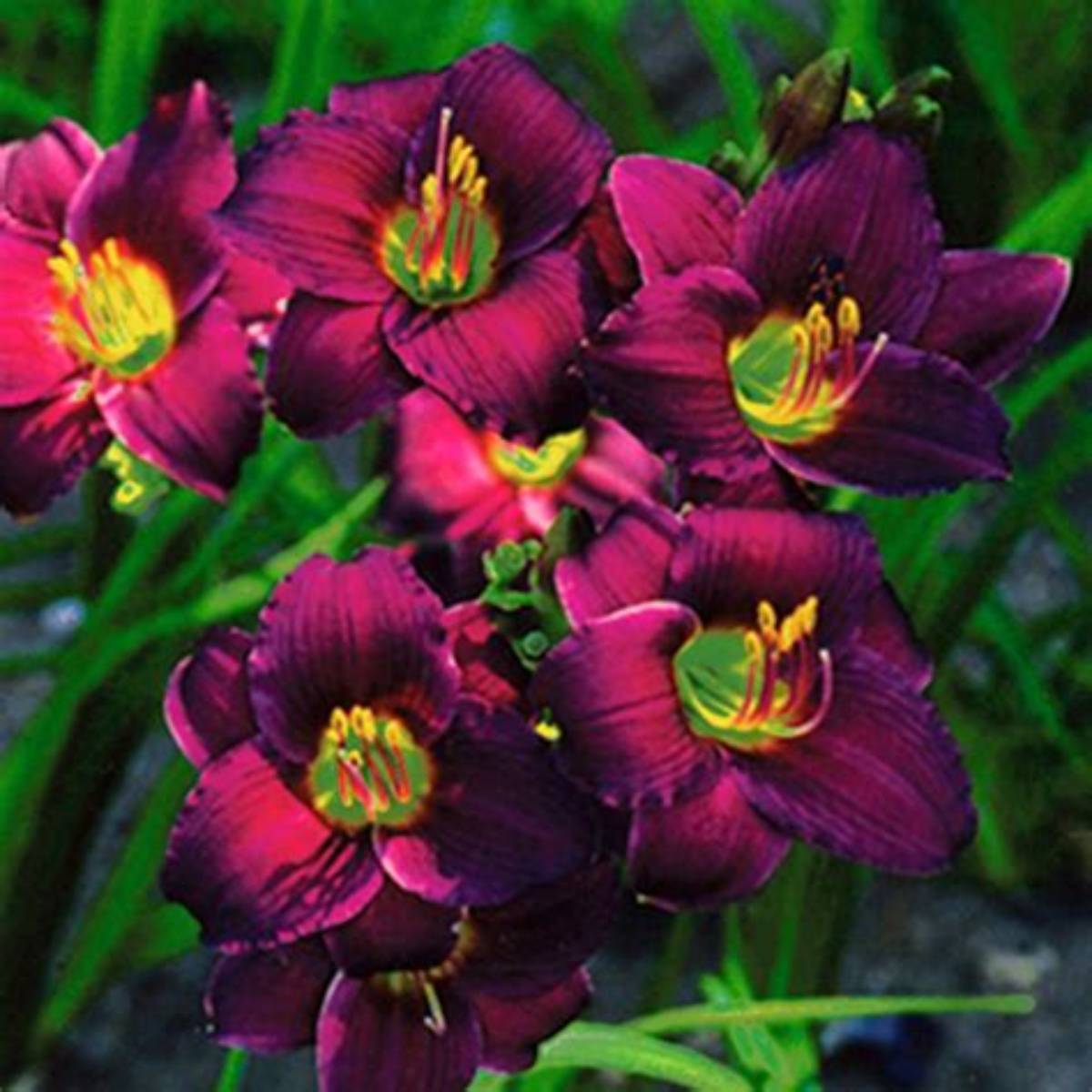 Barbary Corsair Daylily