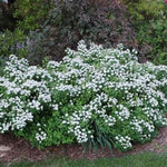 White Frost™ Birchleaf Spirea