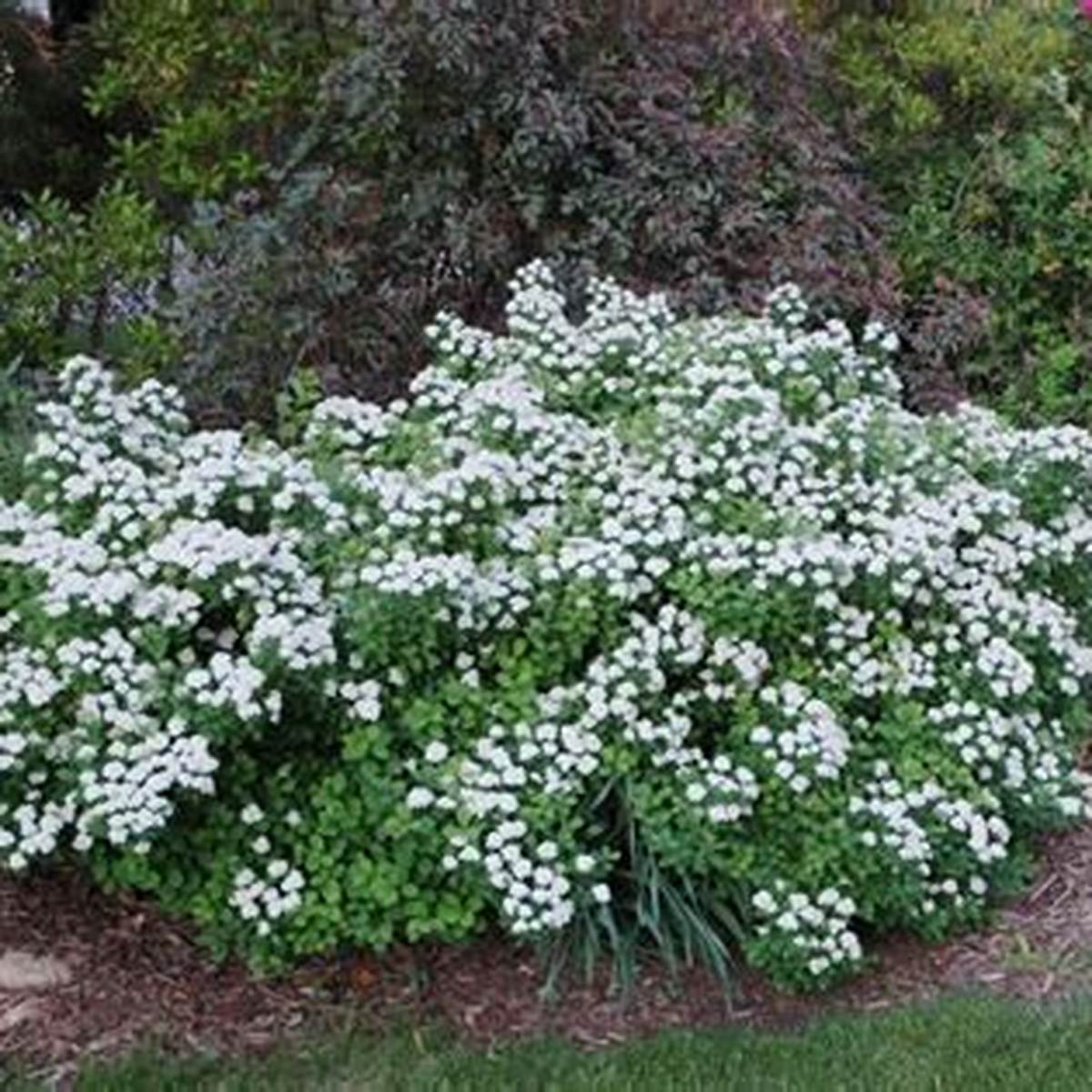 White Frost™ Birchleaf Spirea