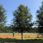 Atlantys® Willow Oak Tree