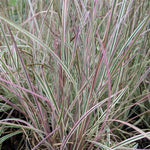 Chameleon Little Bluestem