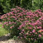 First Editions® Superstar™ Spirea