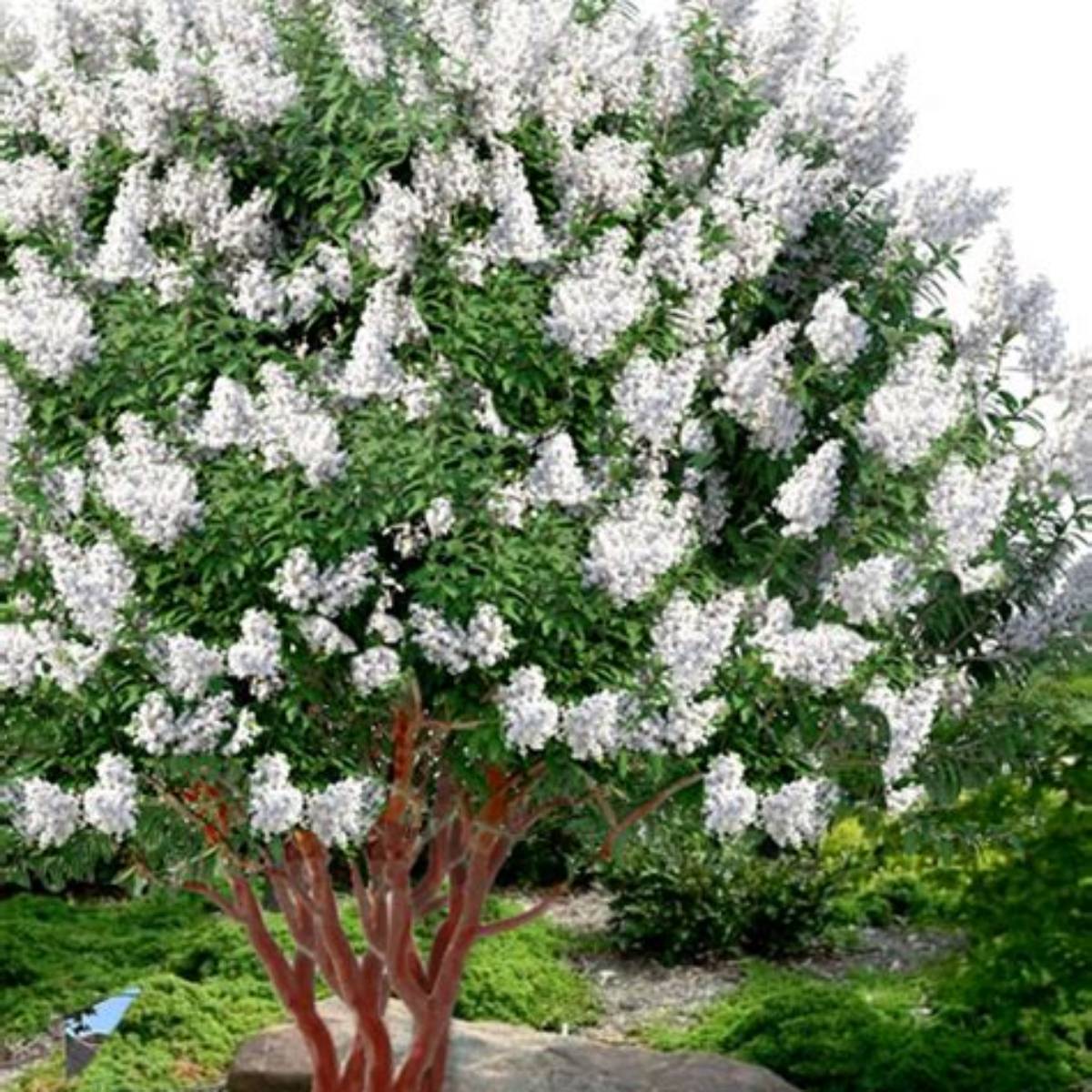 Natchez Crapemyrtle Tree Form