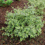 Mucho Gusto™ Abelia