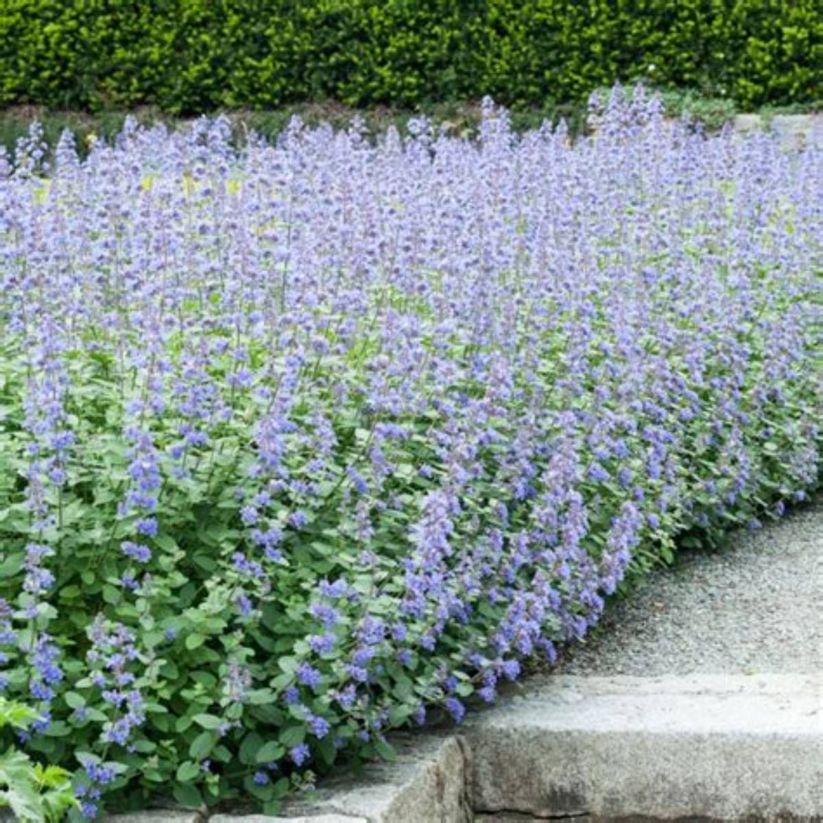 Purrsian Blue Catmint