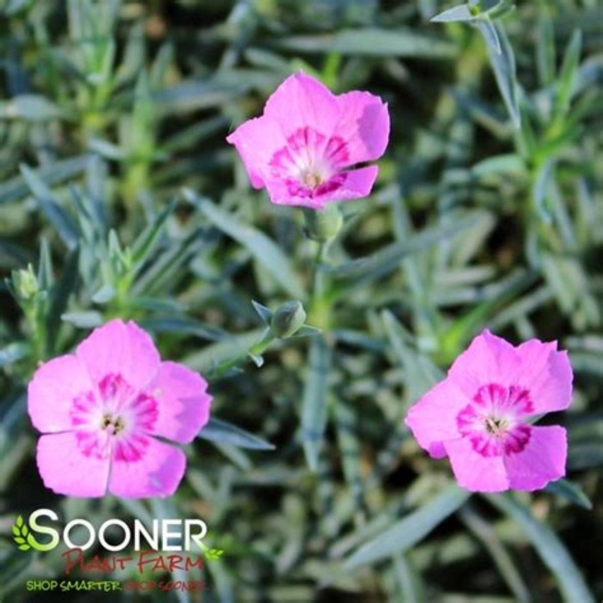 Mountain Frost™ Pink Carpet Dianthus