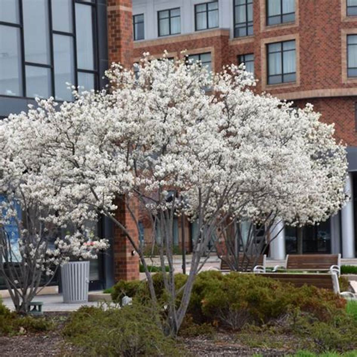 Autumn Brilliance® Serviceberry Clump Tree