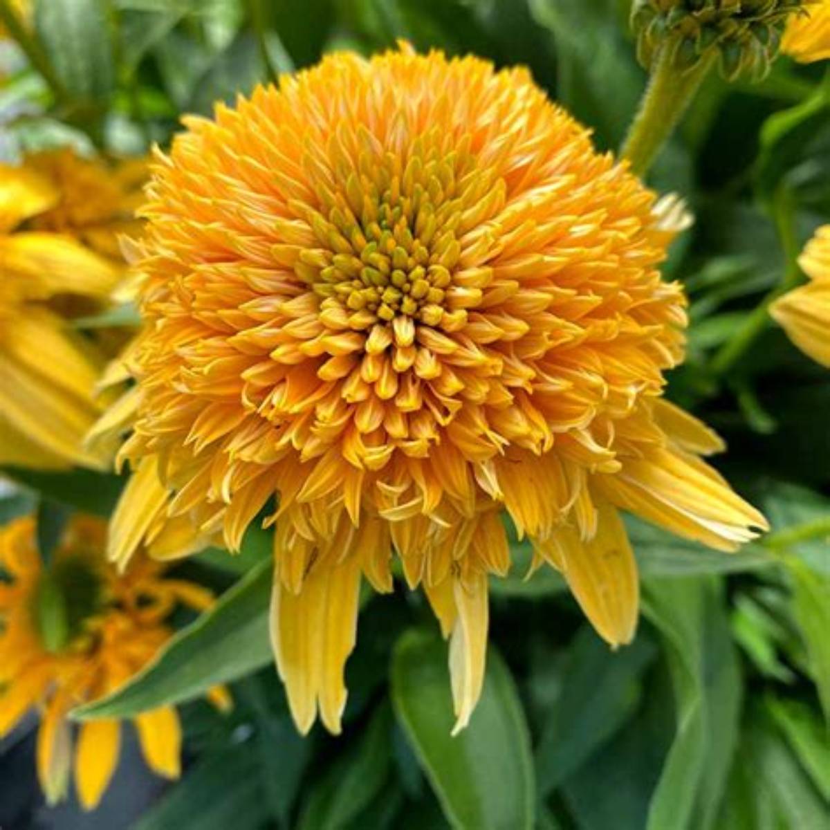 Delightful™ Sunshine Coneflower
