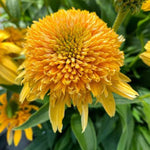 Delightful™ Sunshine Coneflower