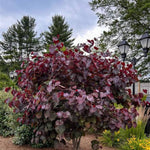 Merlot Redbud Tree