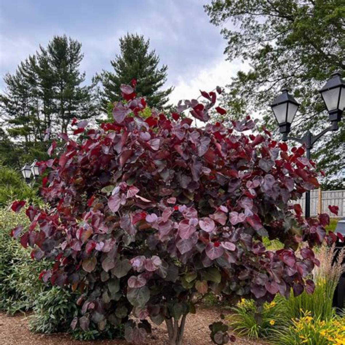 Merlot Redbud Tree