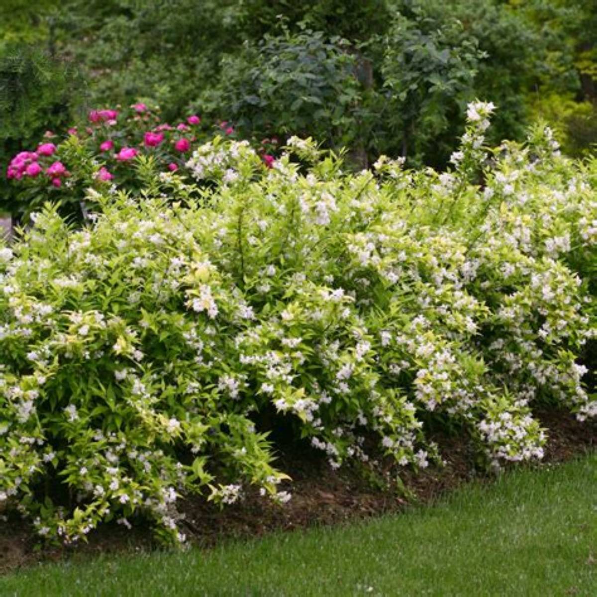 Chardonnay Pearls® Deutzia