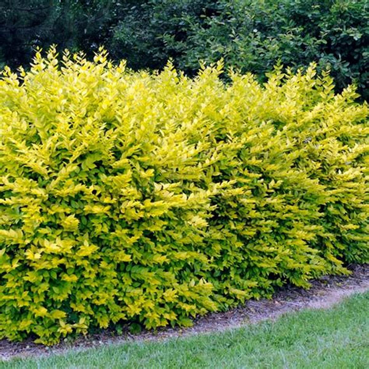 Golden Privet