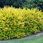 Golden Privet
