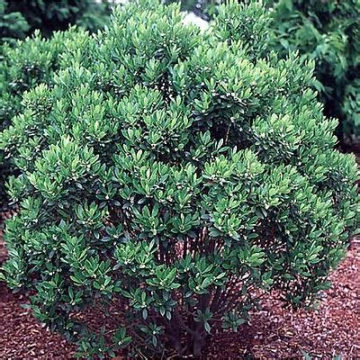 Shamrock Compact Inkberry