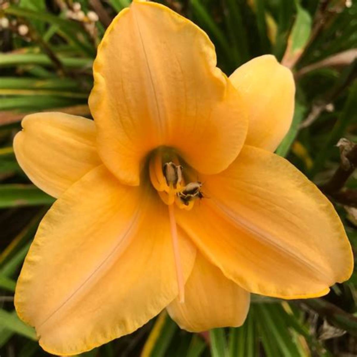 Sombrero Way Daylily