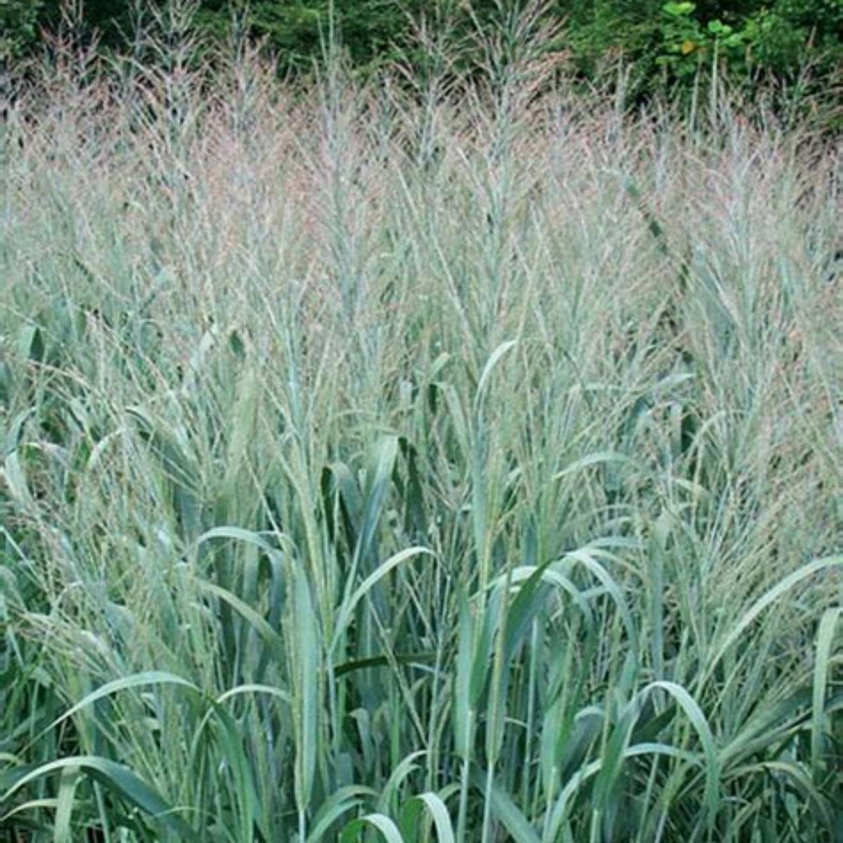 Dallas Blues Switch Grass