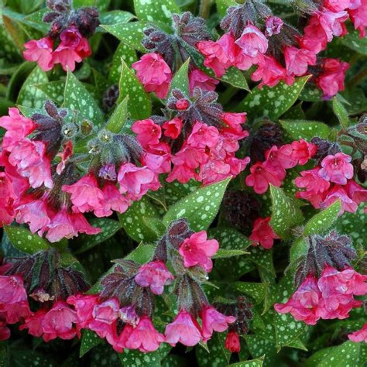 Shrimps on the Barbie Lungwort