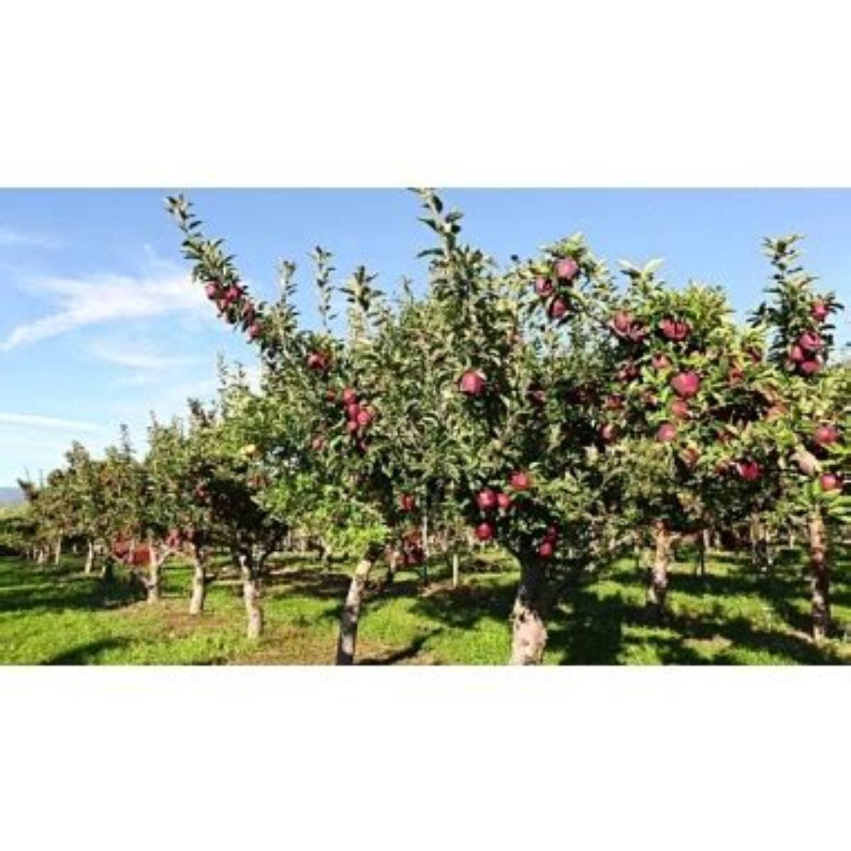 Red Delicious Apple Tree