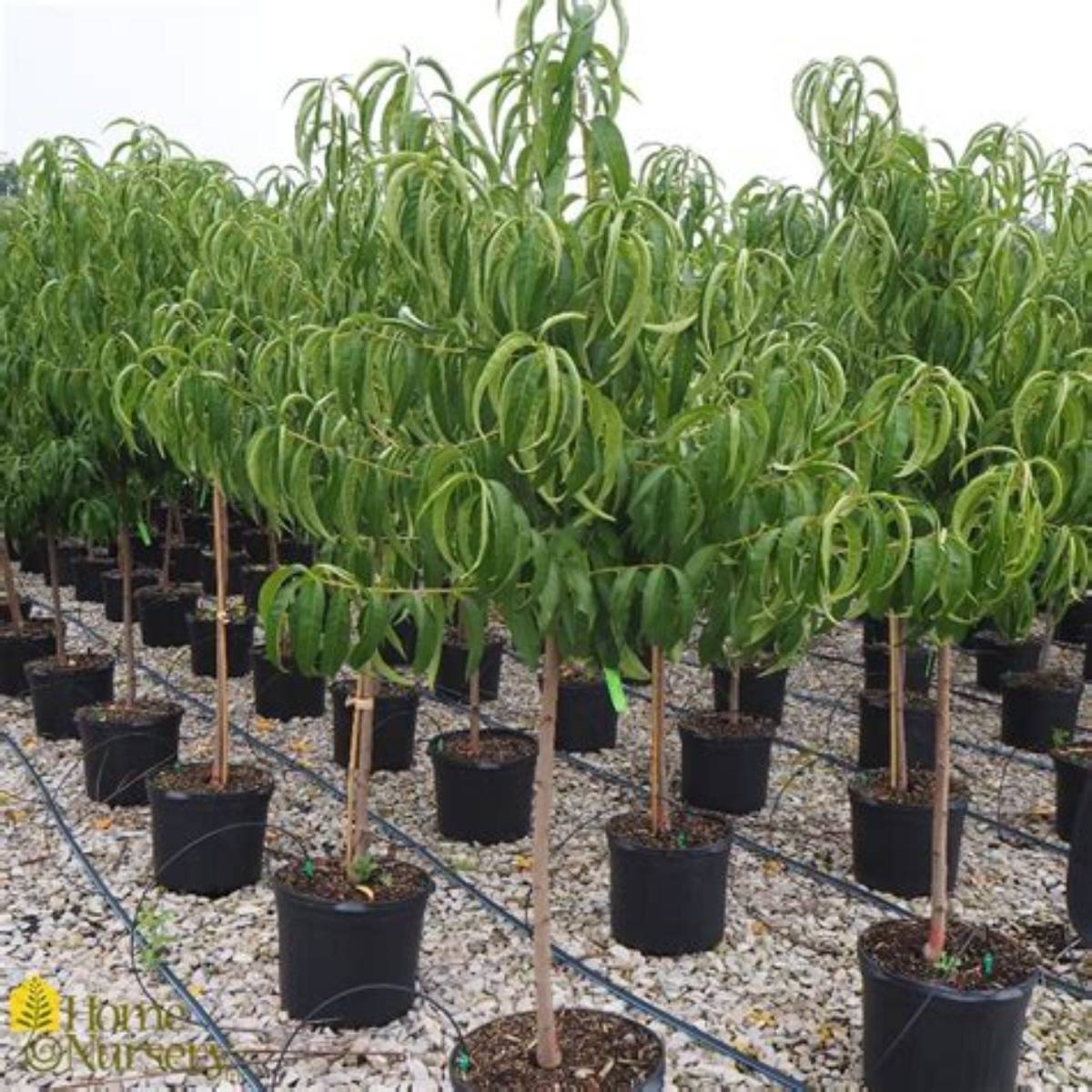 Elberta Peach Tree
