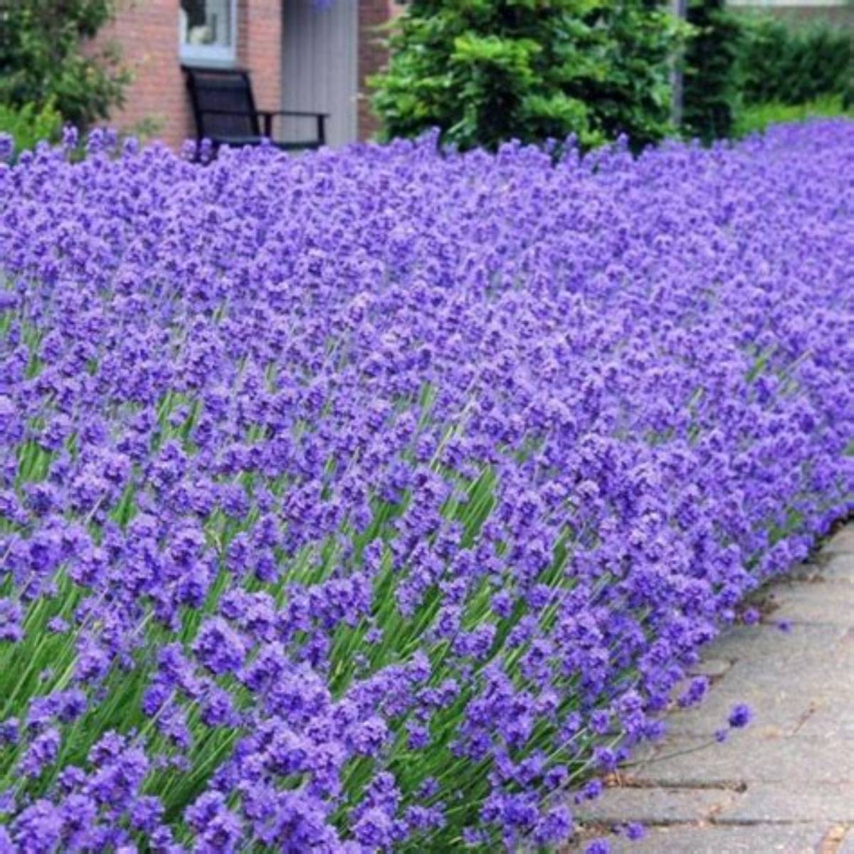 Munstead Lavender