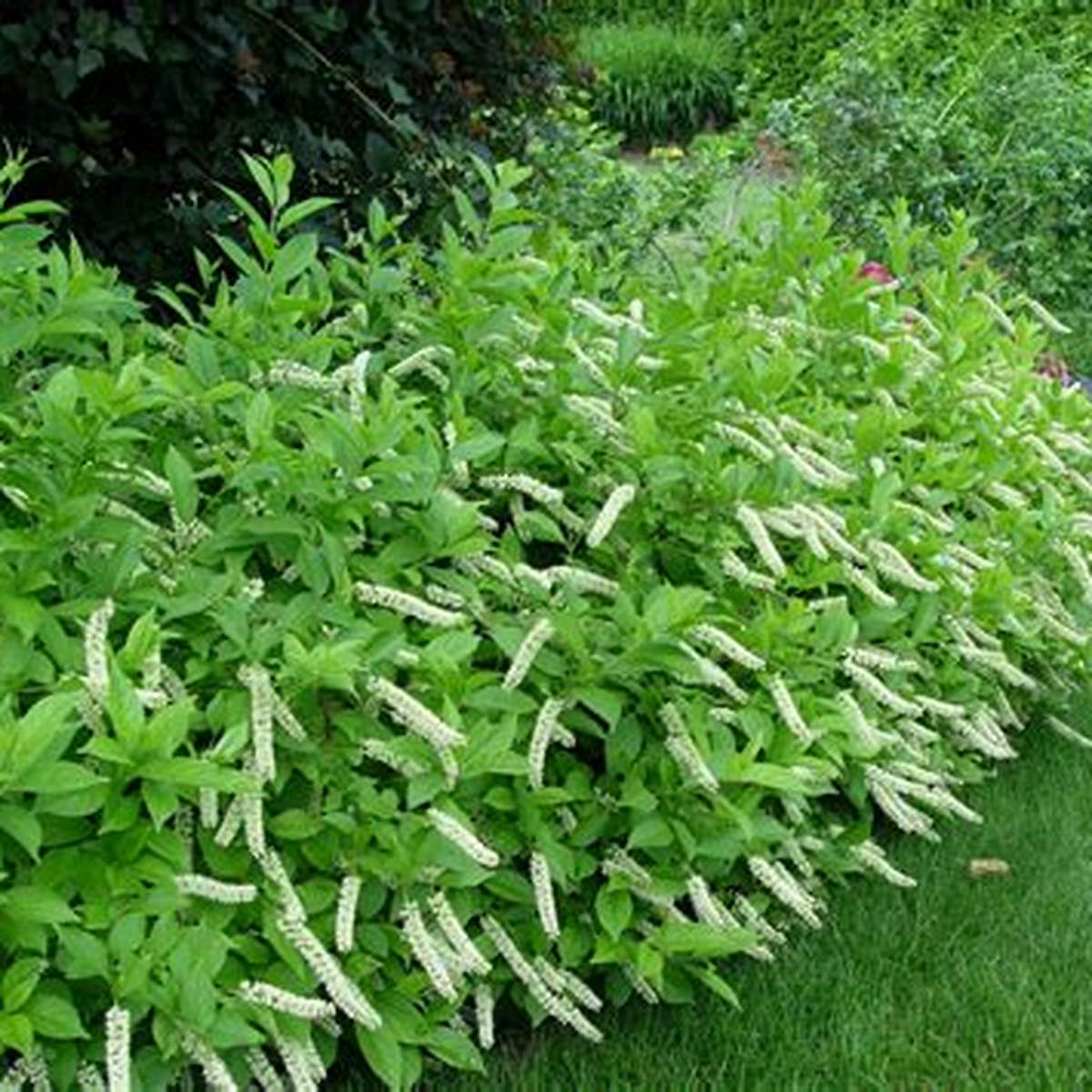 Little Henry® Dwarf Sweetspire