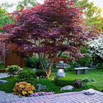 Emperor 1 Japanese Maple Tree