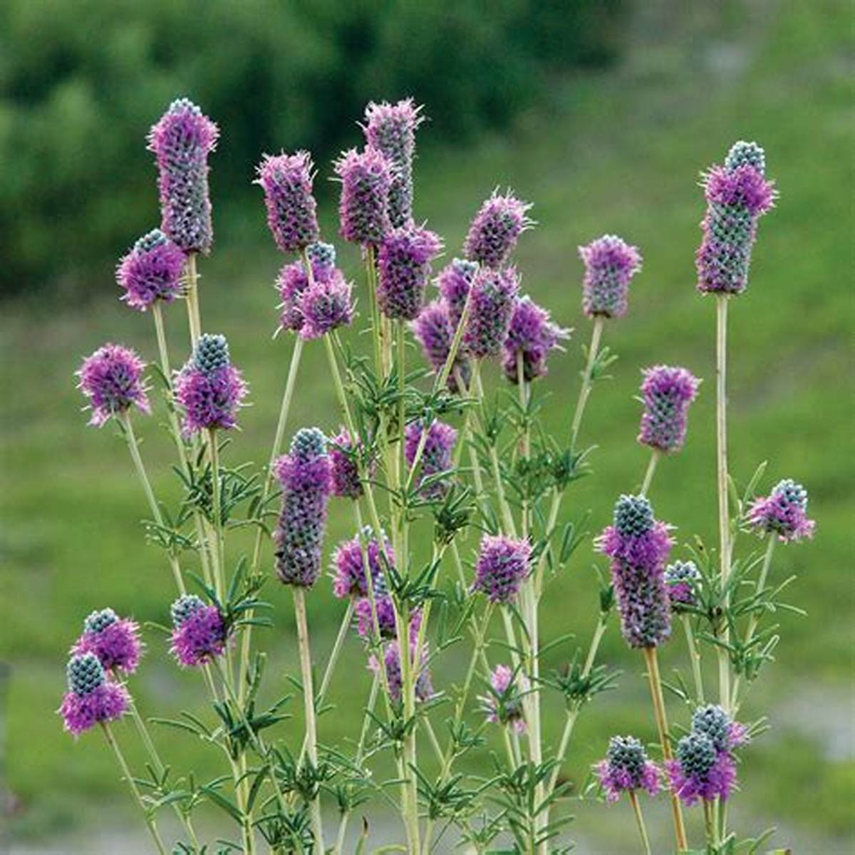 Purple Prairie Clover