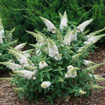 Pugster White® Butterfly Bush