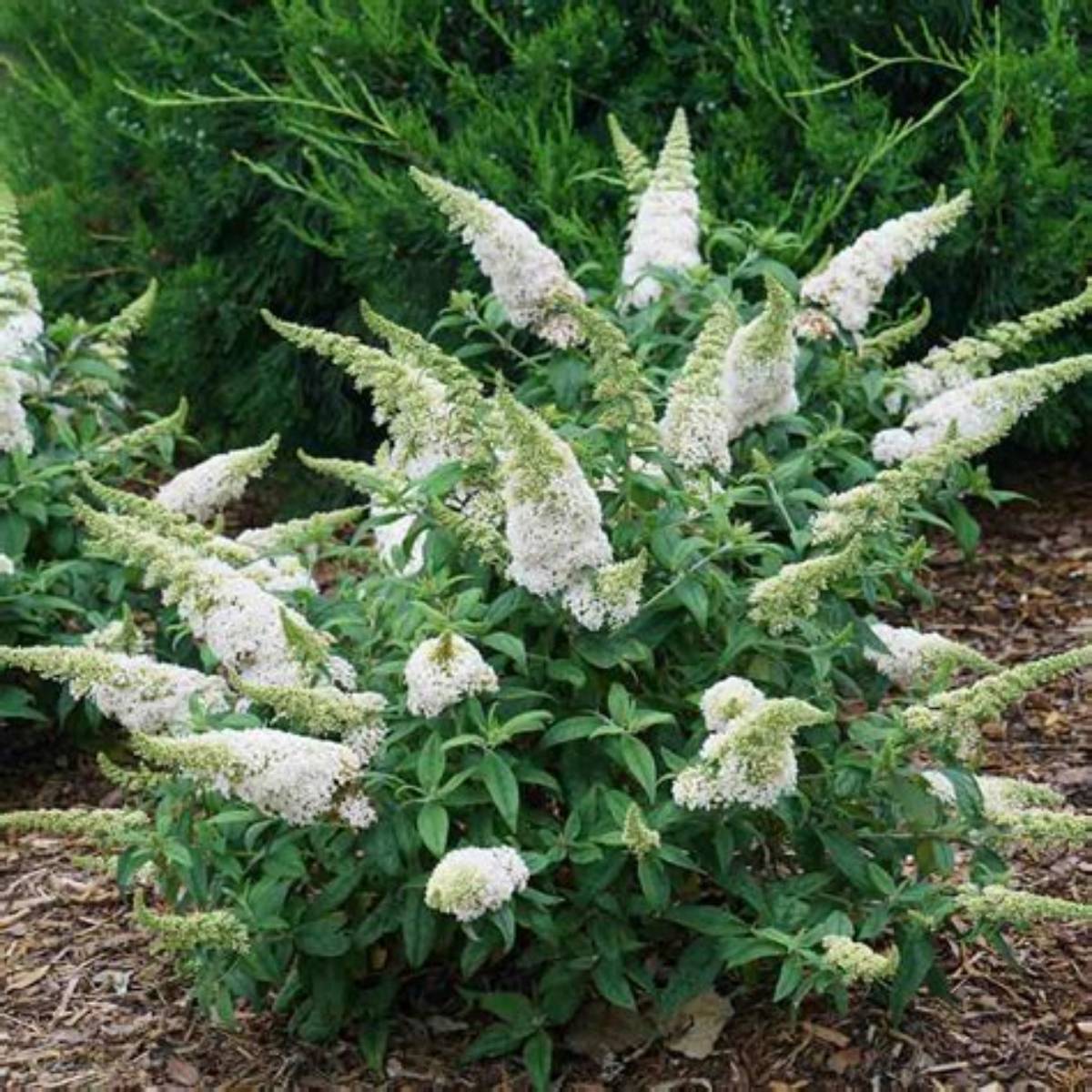 Pugster White® Butterfly Bush