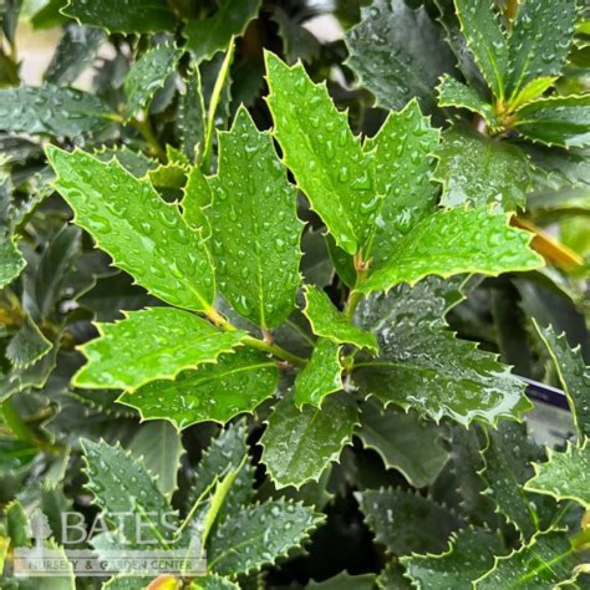 Grace™ Purple Holly