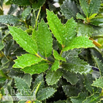 Grace™ Purple Holly
