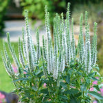 Snow Candles Speedwell
