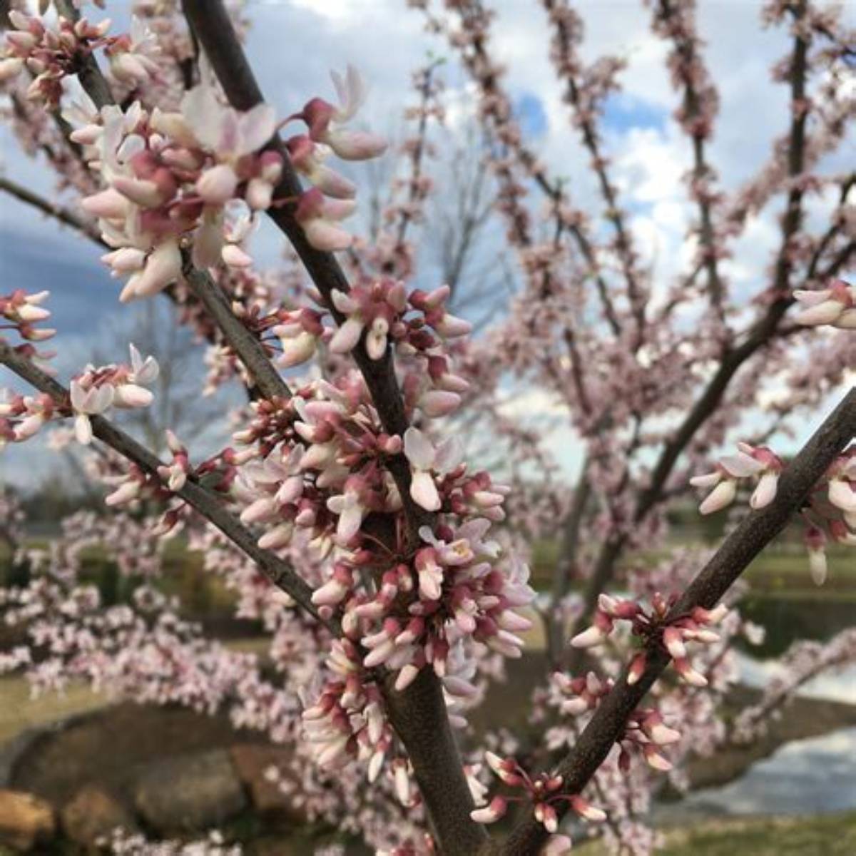 Cotton Candy™ Redbud Tree