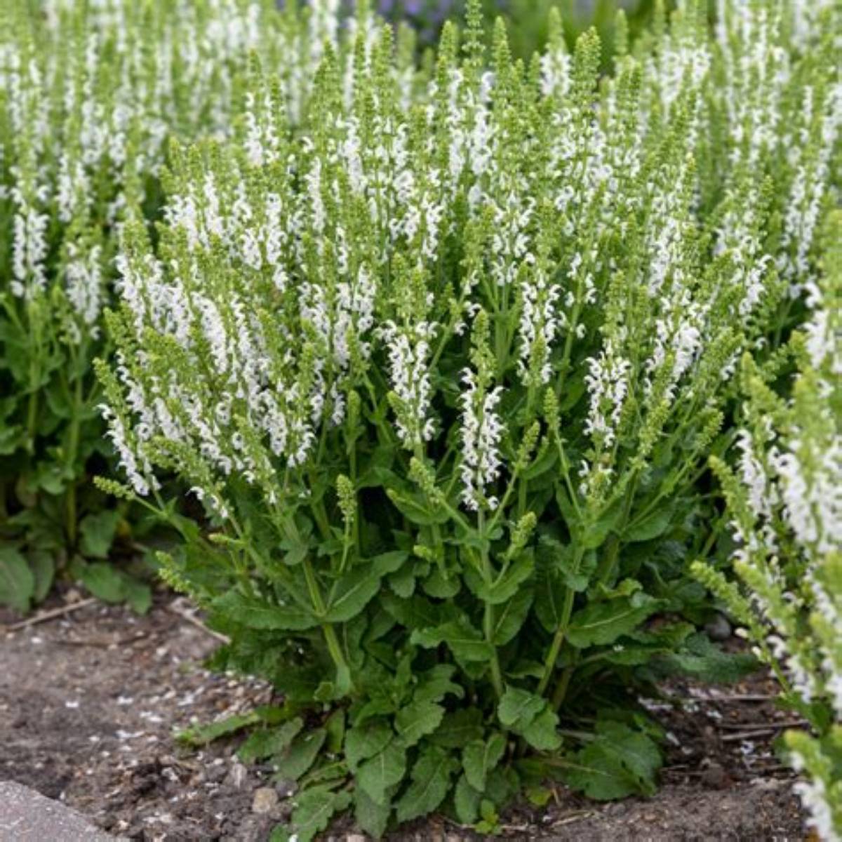 White Profusion Salvia