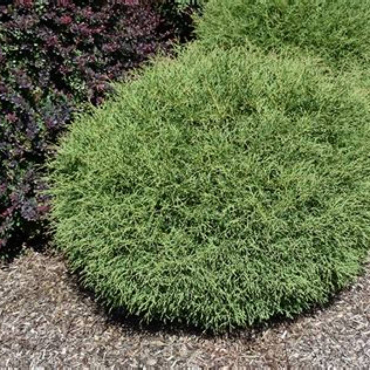 Mr. Bowling Ball® Arborvitae