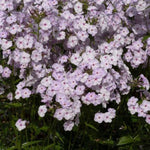 Fashionably Early Lavender Ice Phlox