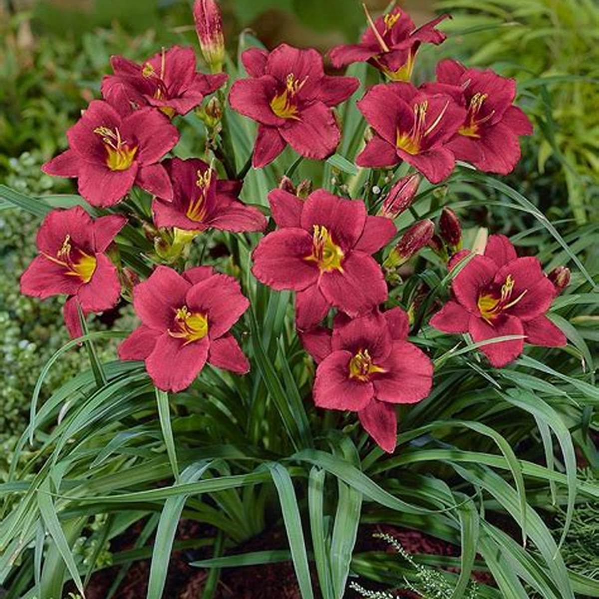 Pardon Me Daylily