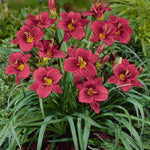 Pardon Me Daylily