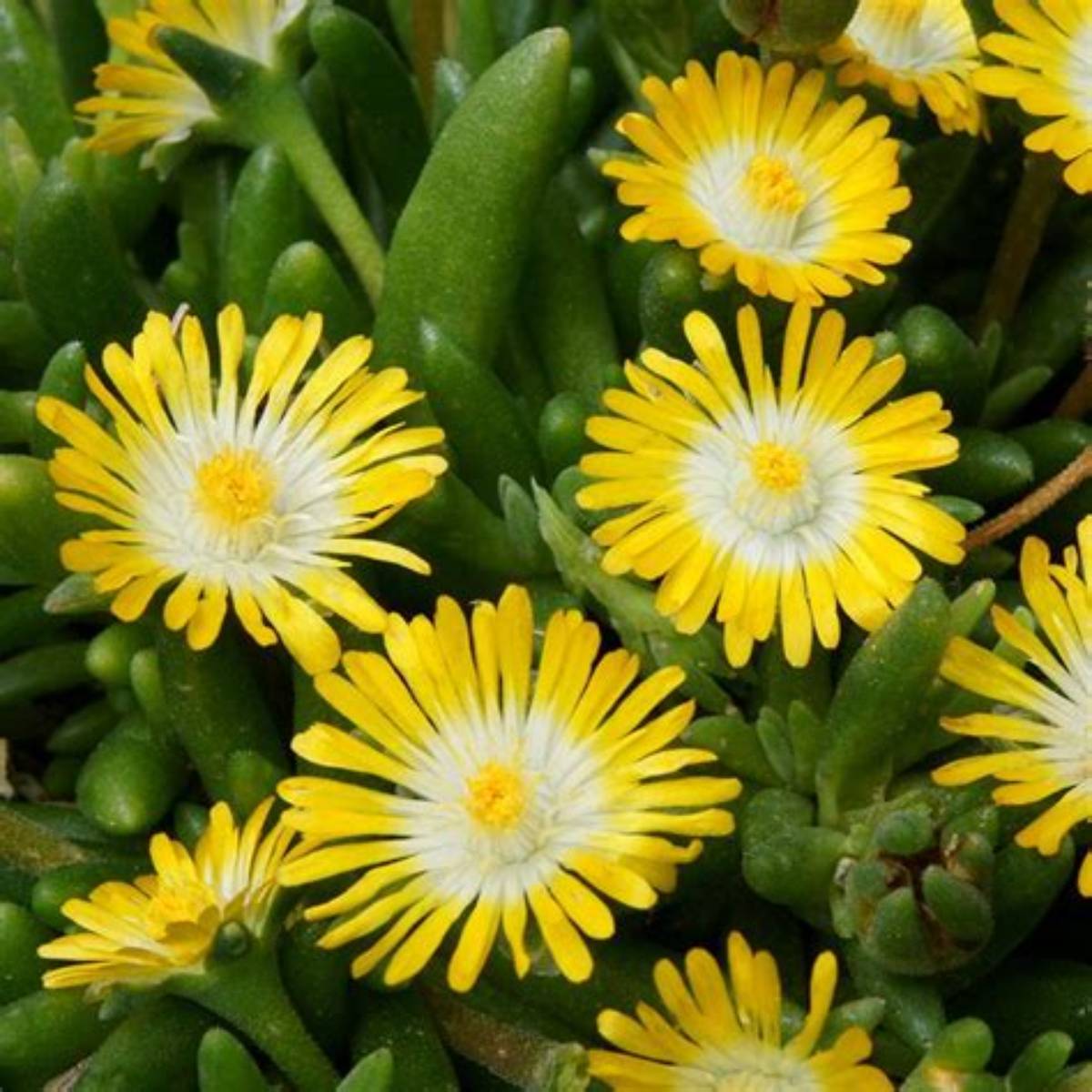 Jewel of Desert Peridot Ice Plant
